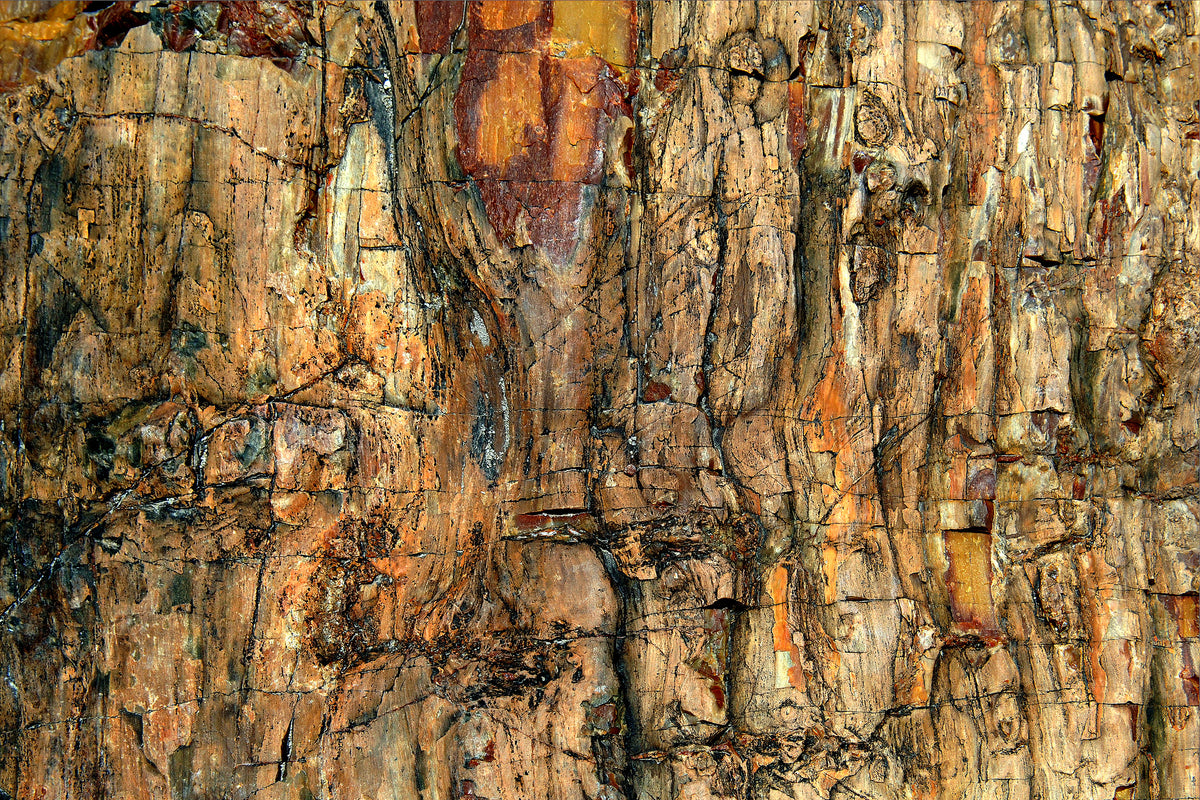 photo-wallpaper-bark-x