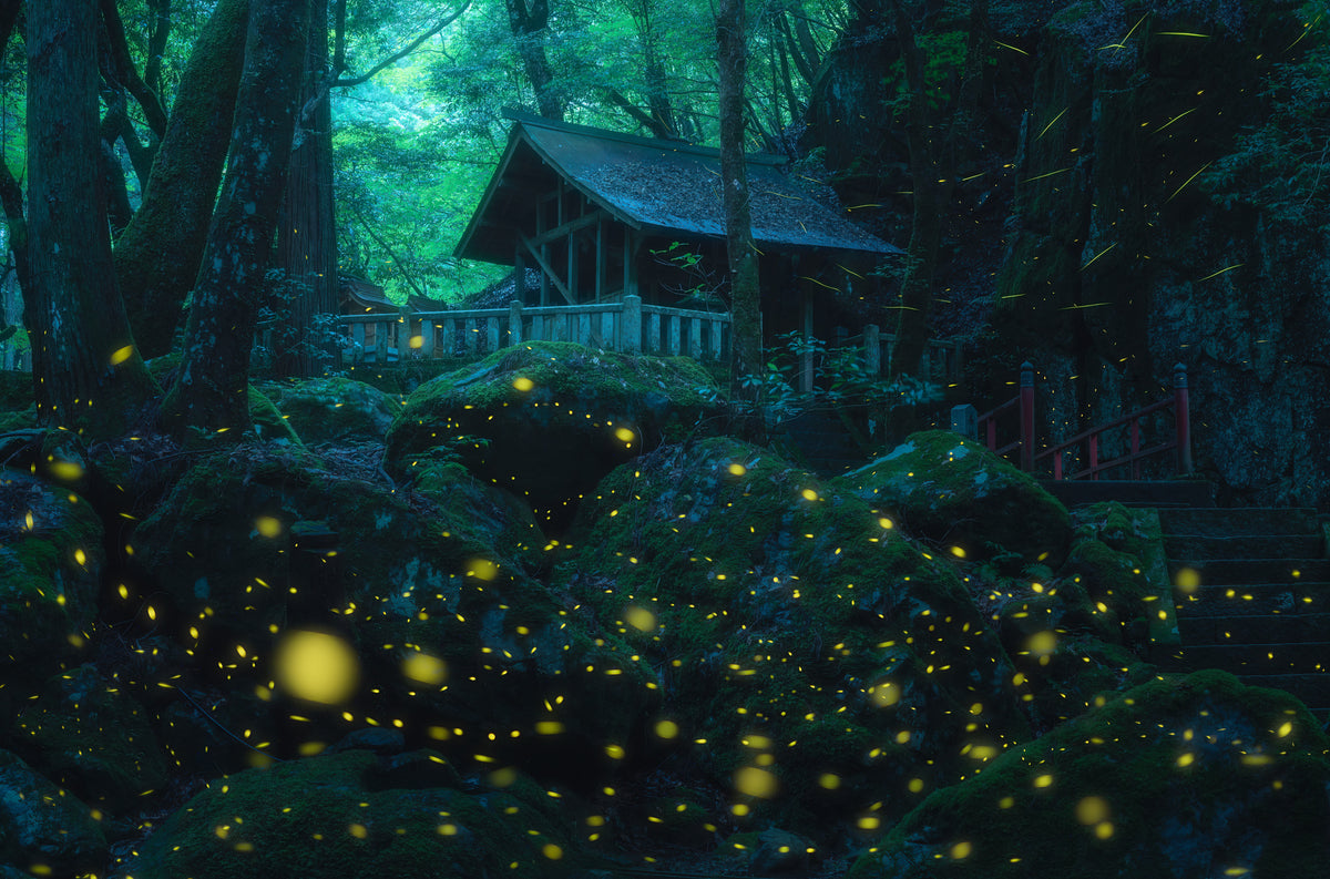 photo-wallpaper-enchanted-firefly-shrine