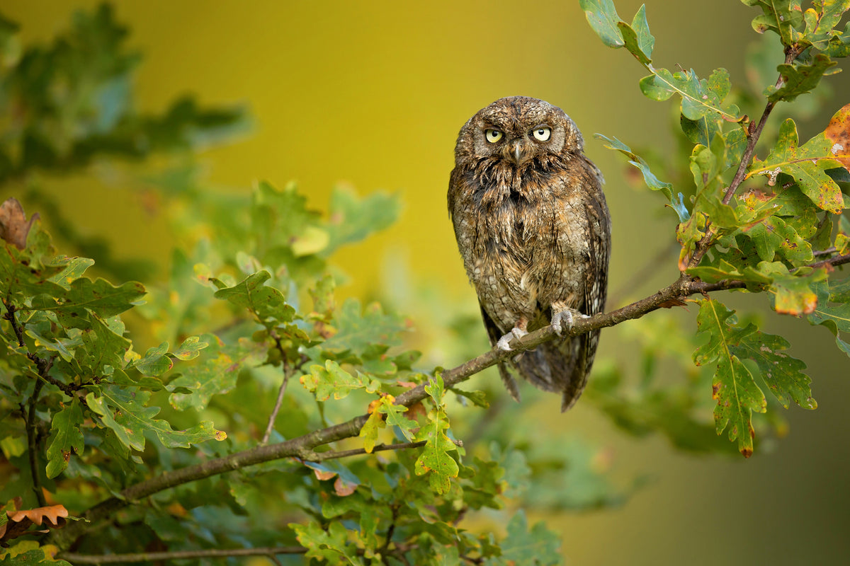 photo-wallpaper-wise-little-owl