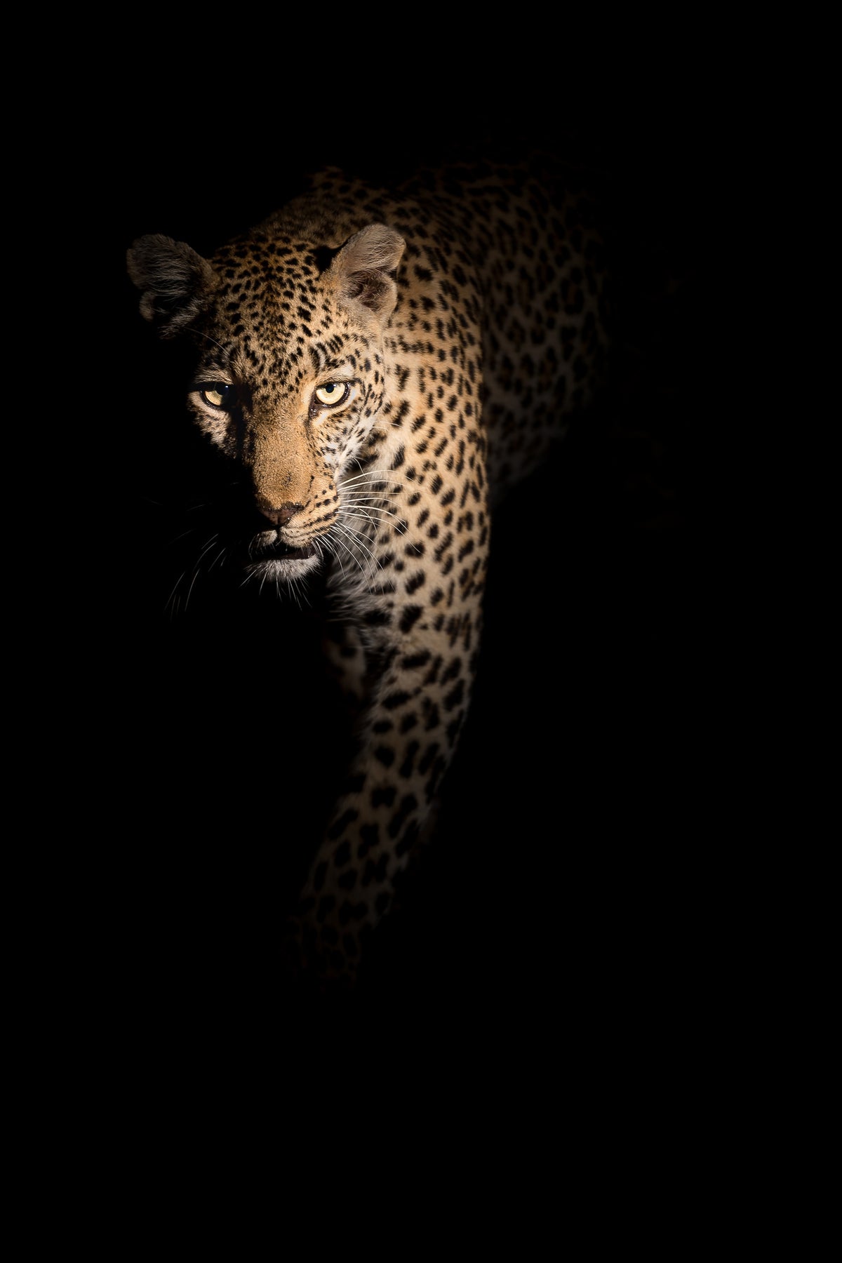 photo-wallpaper-out-of-the-darkness-x