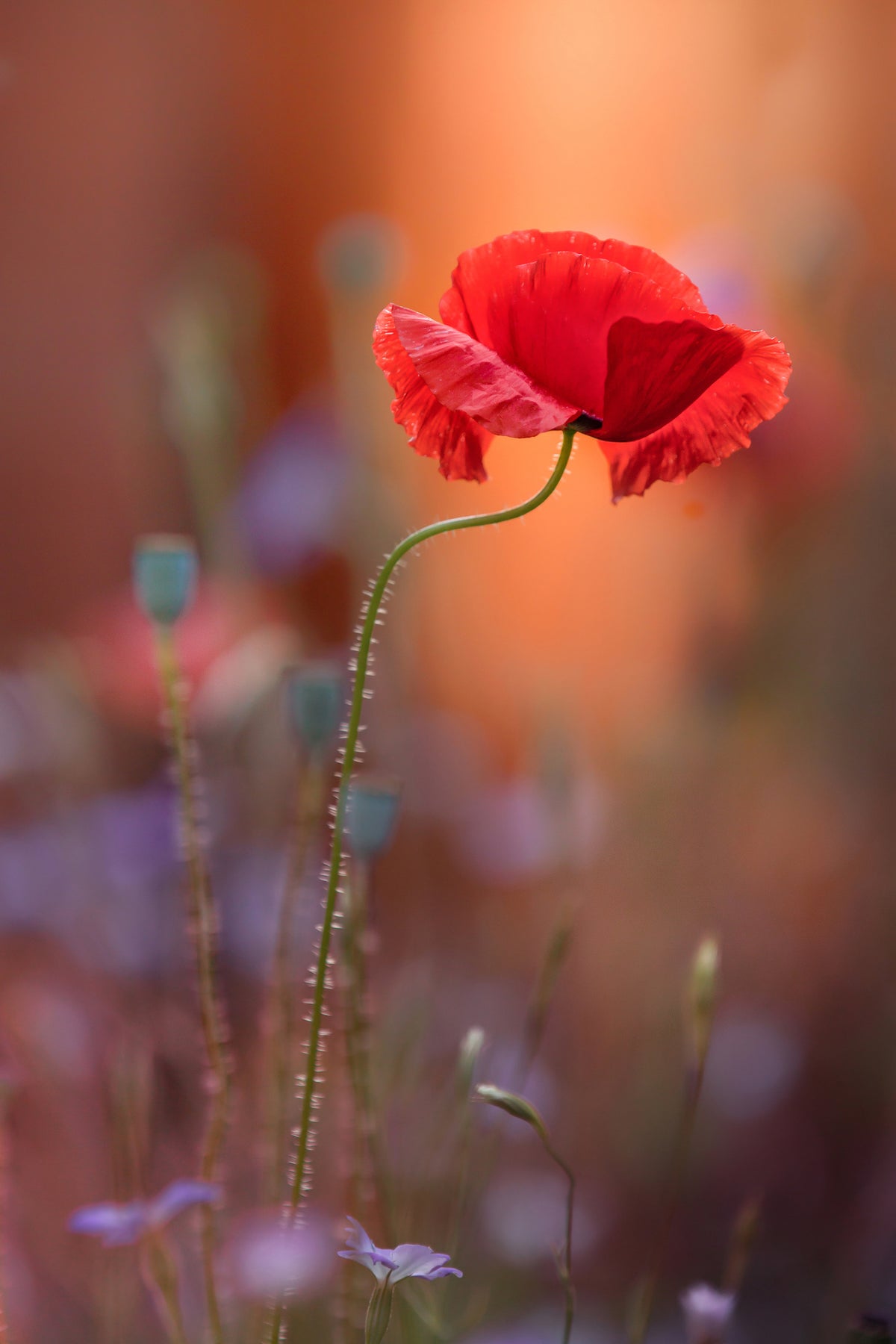 photo-wallpaper-at-the-end-of-the-day-x