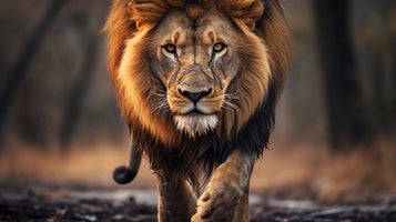 photo-wallpaper-male-lion-walking-looking-straight-at-the-camera-national-wildlife-day