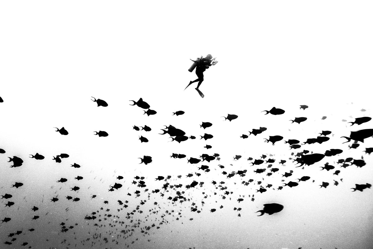 photo-wallpaper-pied-piper-of-hamelin-x