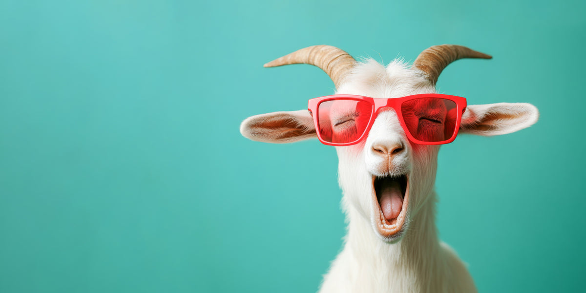 photo-wallpaper-laughing-goat-in-red-sunglasses-against-turquoise