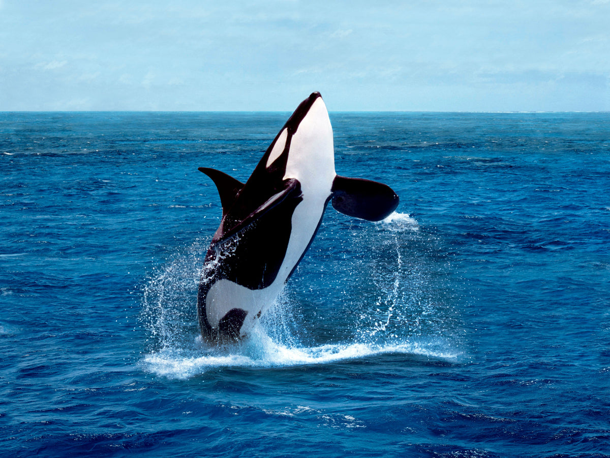 photo-wallpaper-killer-whale-orcinus-orca-adult-breaching