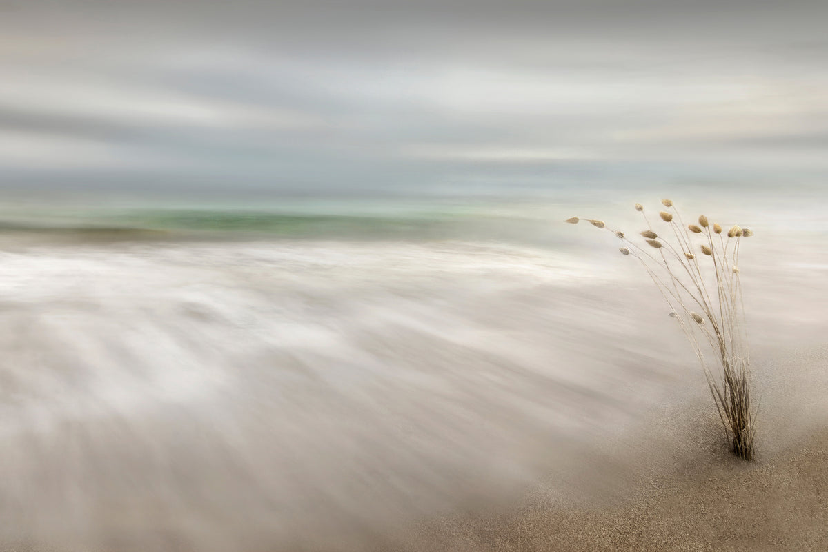photo-wallpaper-ears-in-the-sea-x