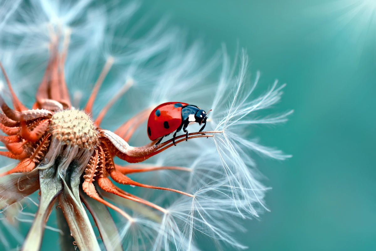 photo-wallpaper-freedoom