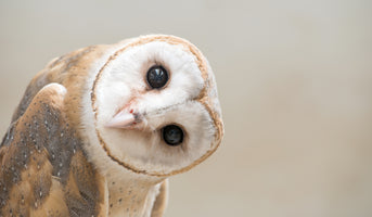 photo-wallpaper-common-barn-owl-tyto-albahead-close-up
