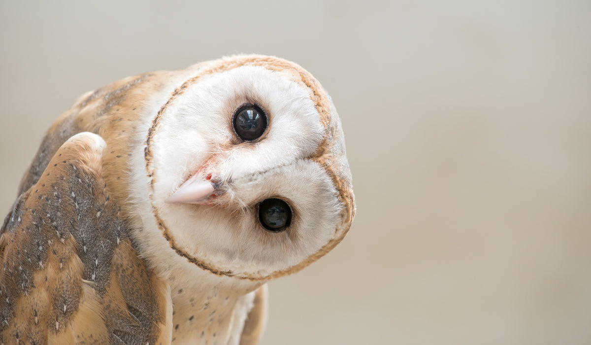 photo-wallpaper-common-barn-owl-tyto-albahead-close-up