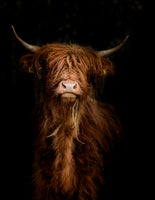 photo-wallpaper-highland-cattle-portrait