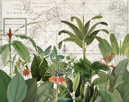 photo-wallpaper-tropical-map-explorations