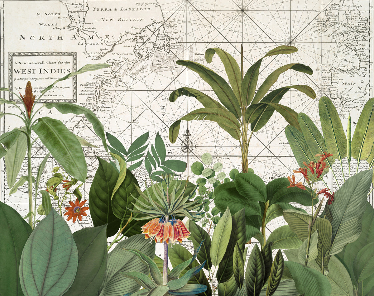 photo-wallpaper-tropical-map-explorations