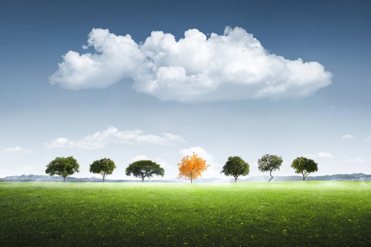 photo-wallpaper-seven-tree