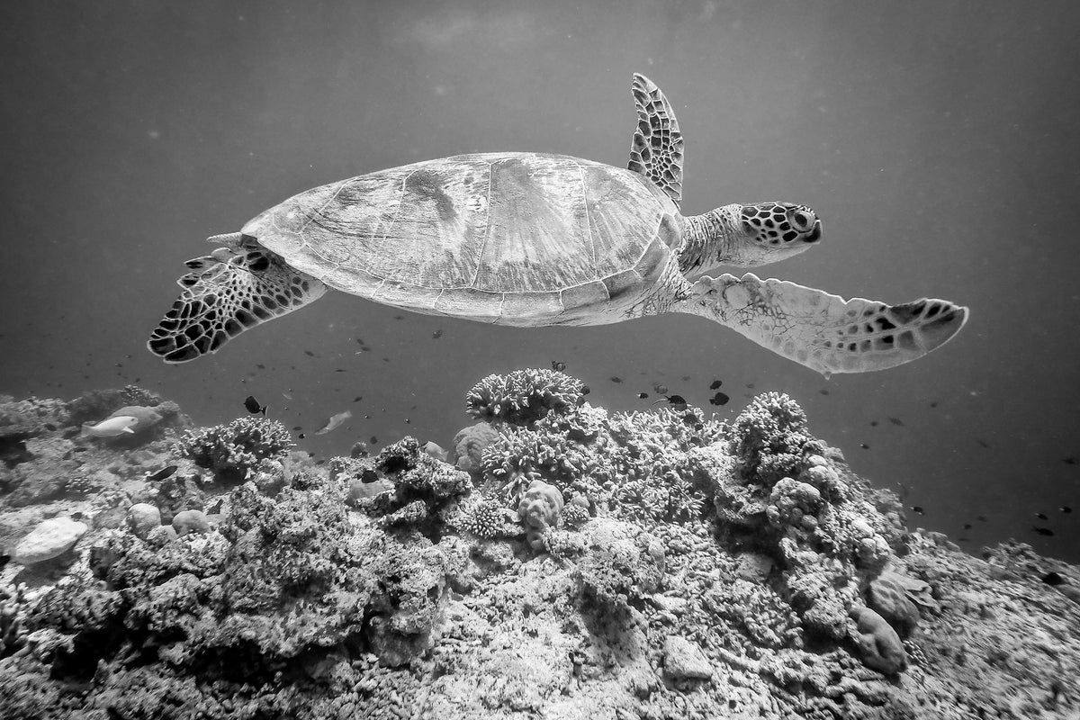 photo-wallpaper-sea-turtle-at-sipadan-x