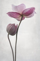 photo-wallpaper-a-little-touch-x