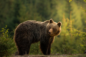 photo-wallpaper-backlit-bear-x