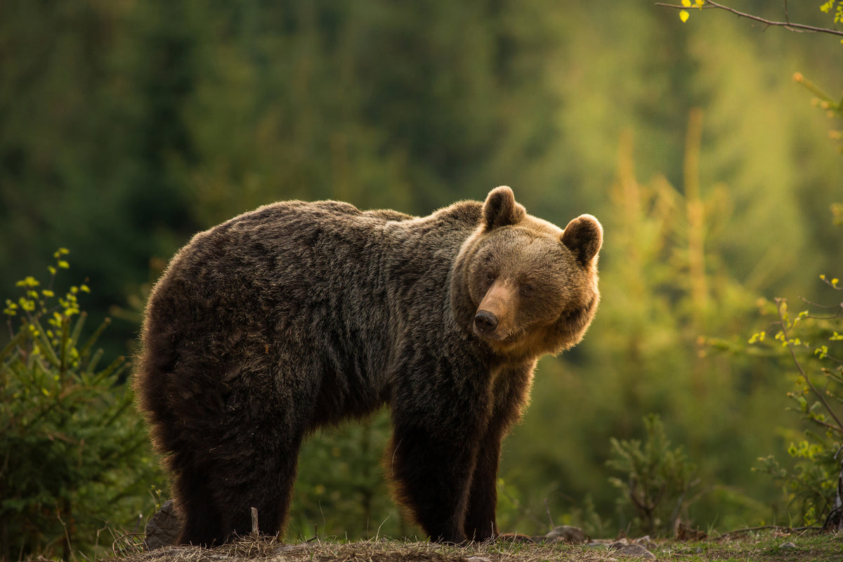 photo-wallpaper-backlit-bear-x