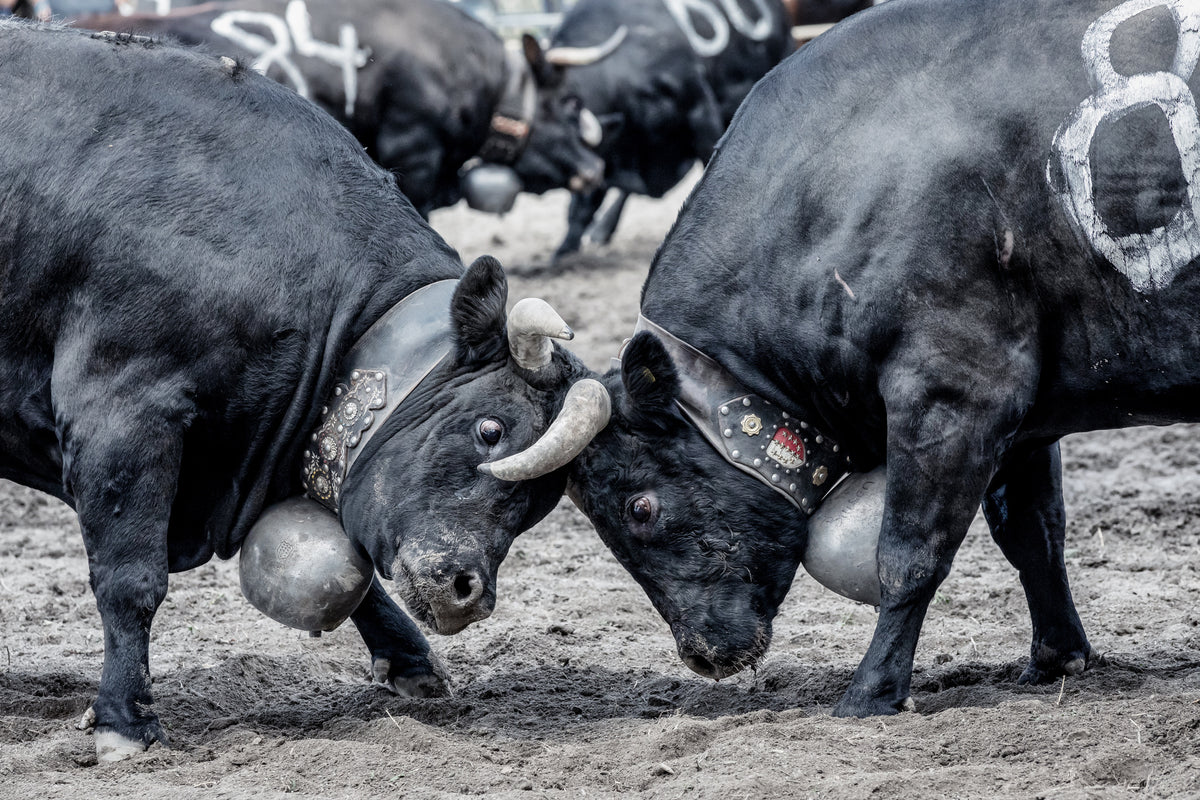photo-wallpaper-battle-of-the-herens-cows-in-valais