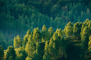 photo-wallpaper-sunrays-over-a-green-forest-in-summer