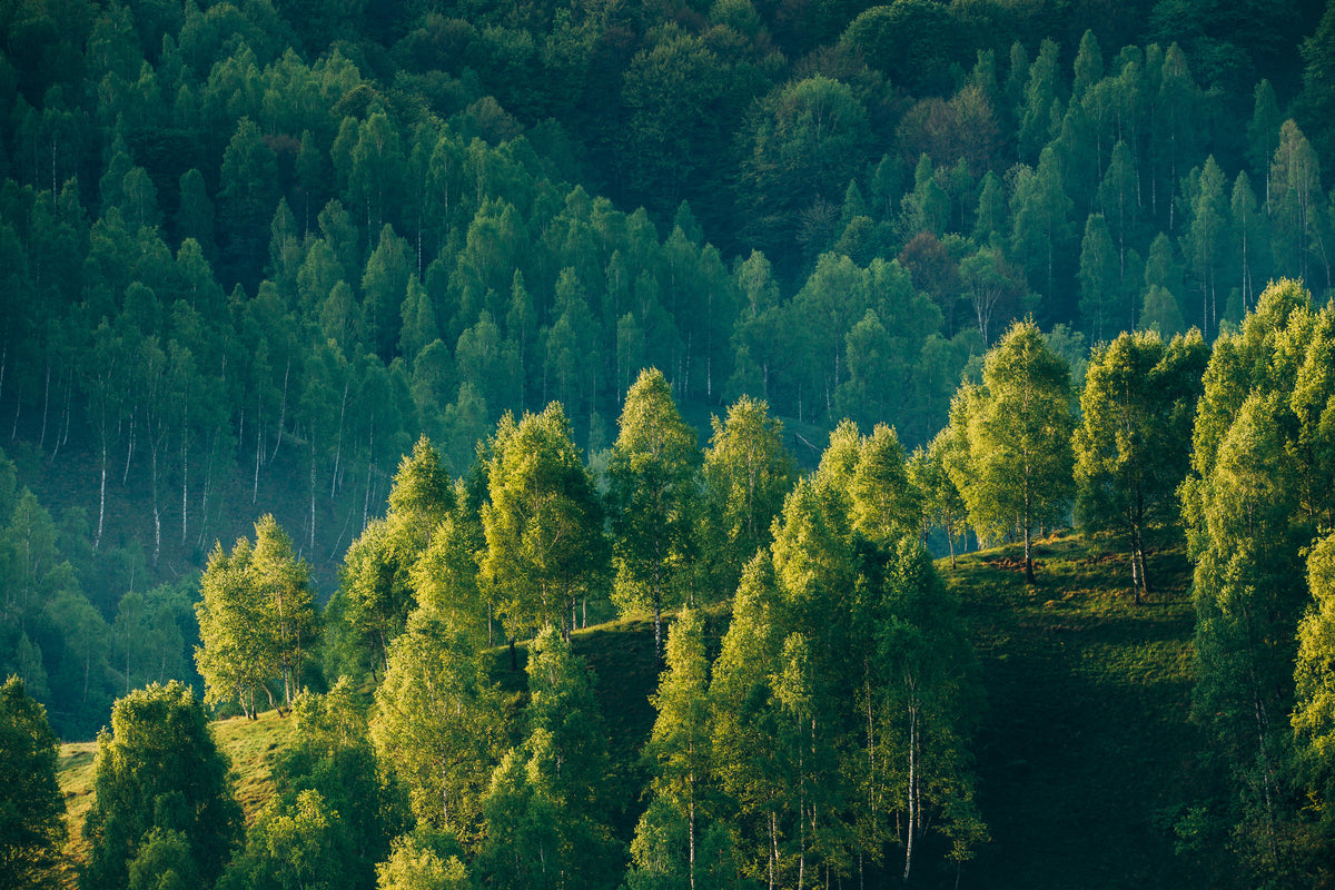 photo-wallpaper-sunrays-over-a-green-forest-in-summer