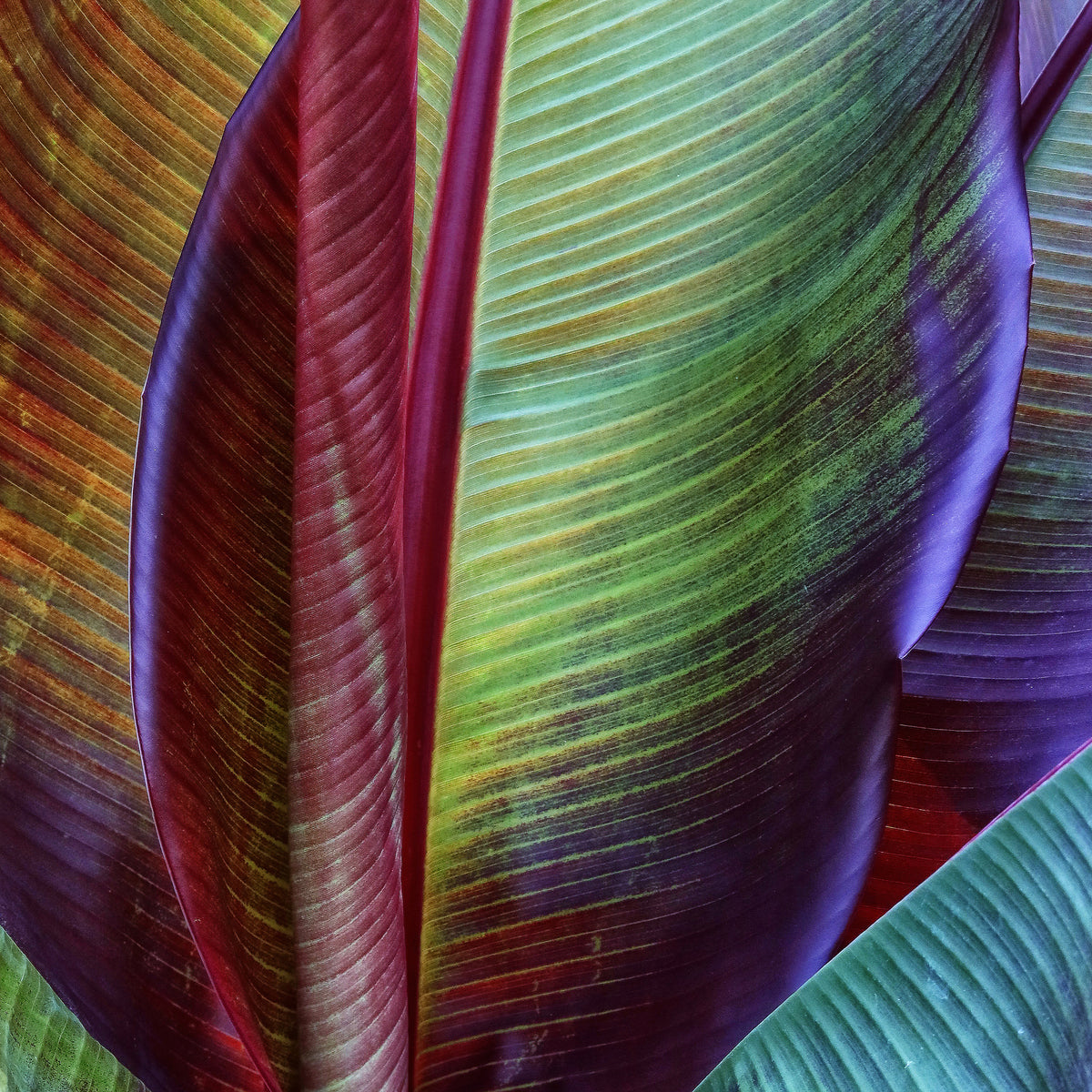 photo-wallpaper-banana-skin-x