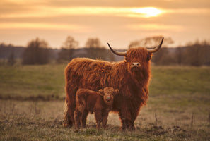 photo-wallpaper-highland-cow-with-calf