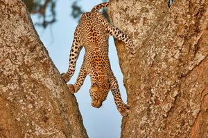 photo-wallpaper-leopards-graceful-descent