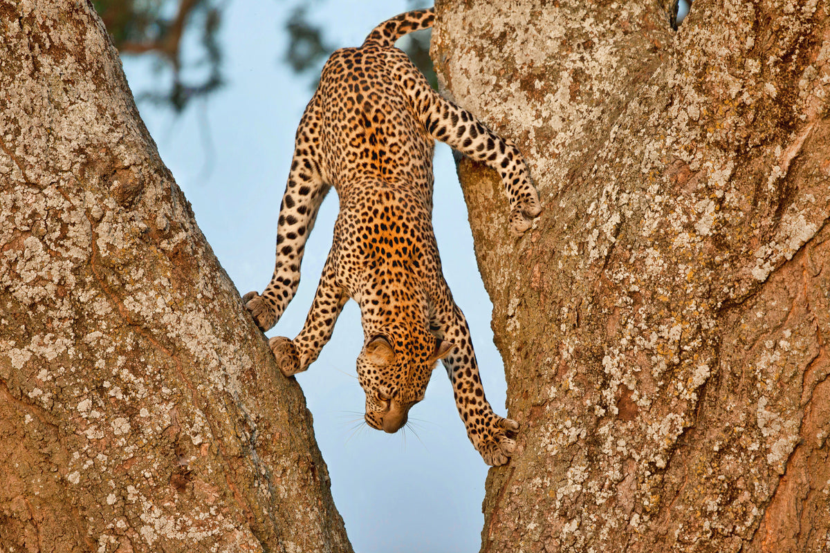 photo-wallpaper-leopards-graceful-descent