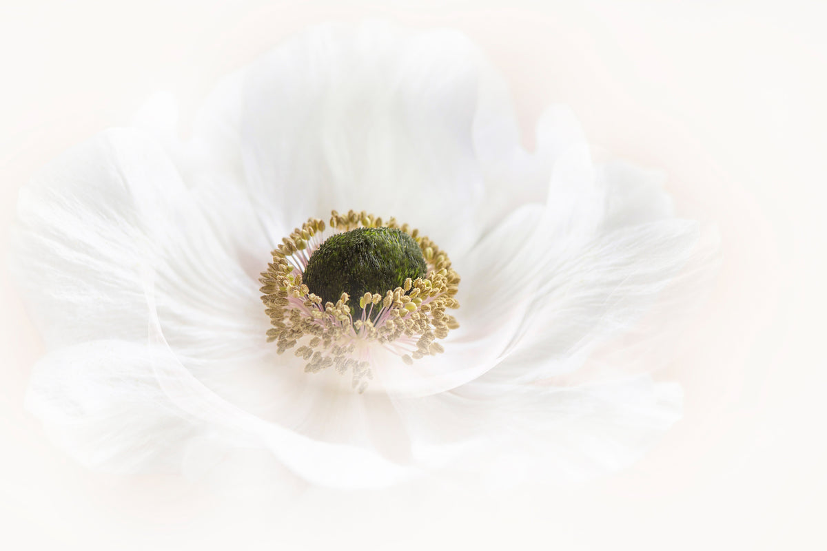 photo-wallpaper-pure-x