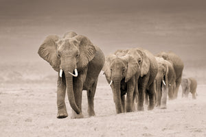 photo-wallpaper-african-elephant-procession