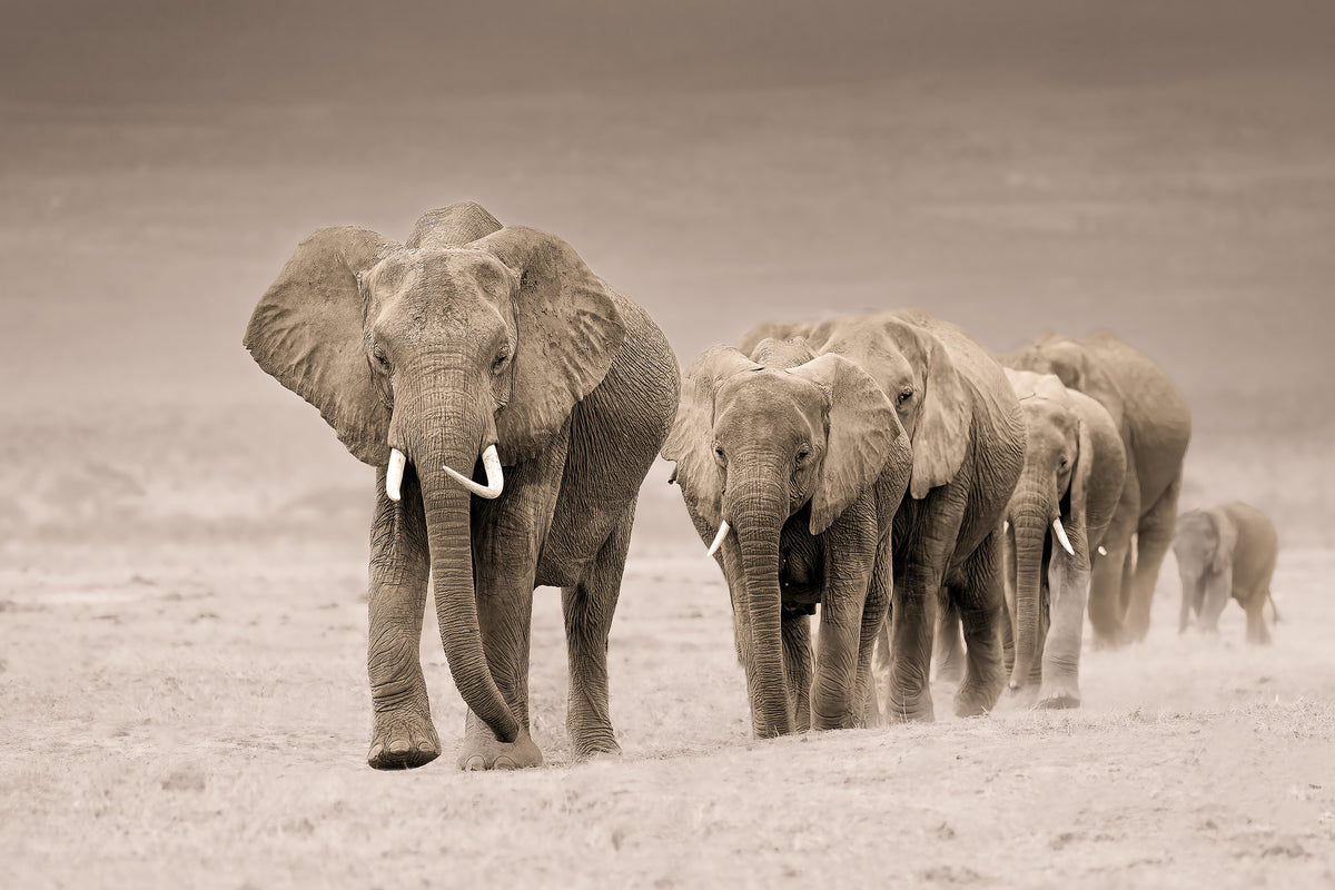 photo-wallpaper-african-elephant-procession