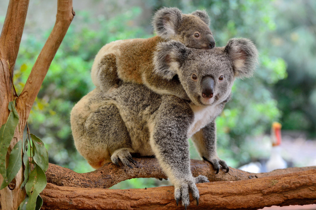 photo-wallpaper-mother-koala-with-baby-on-her-back