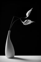 photo-wallpaper-passionately-x