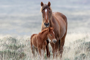 photo-wallpaper-wild-horses-3
