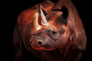 photo-wallpaper-rhino-posing-x