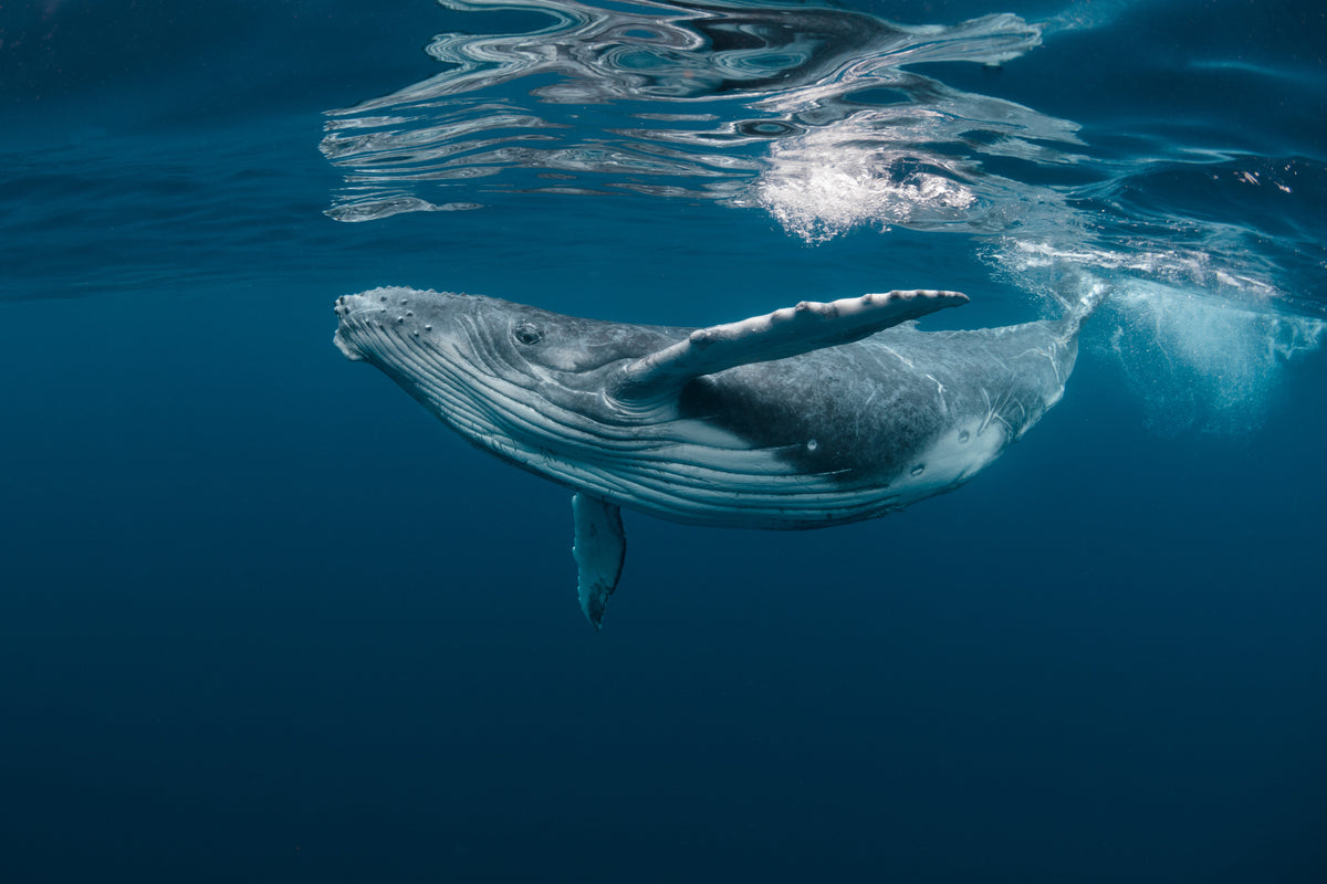 photo-wallpaper-a-baby-humpback-whale-plays-near-the-surface-in-blue-water