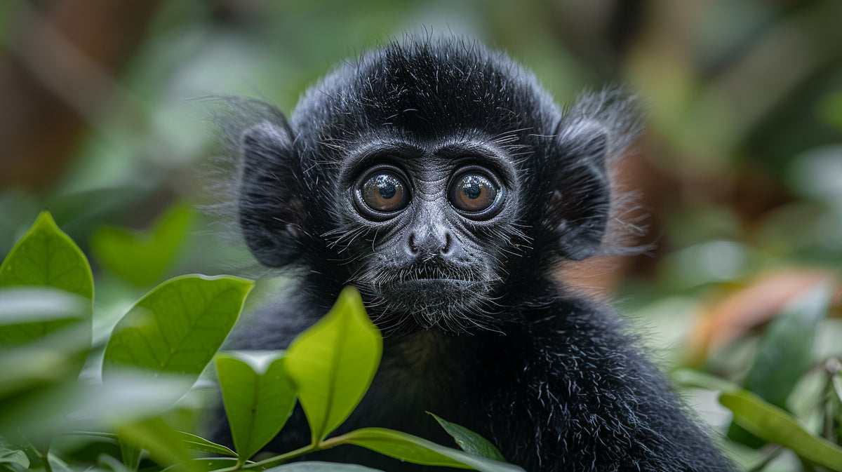 photo-wallpaper-young-black-monkey-among-green-leaves-close-up-in-the-rainforest