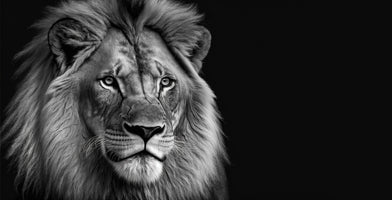 photo-wallpaper-lion-king-portrait-on-black-background-wildlife-animal