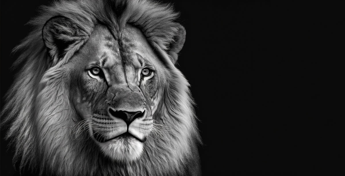 photo-wallpaper-lion-king-portrait-on-black-background-wildlife-animal