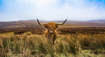 photo-wallpaper-highland-cattle
