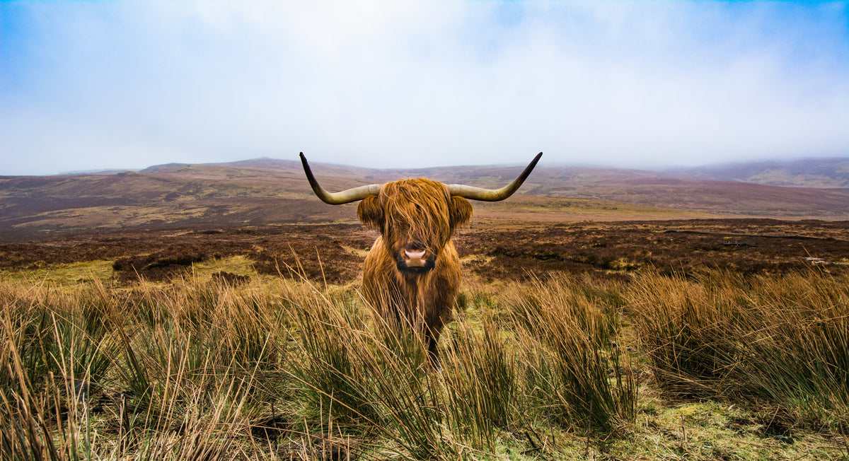 photo-wallpaper-highland-cattle