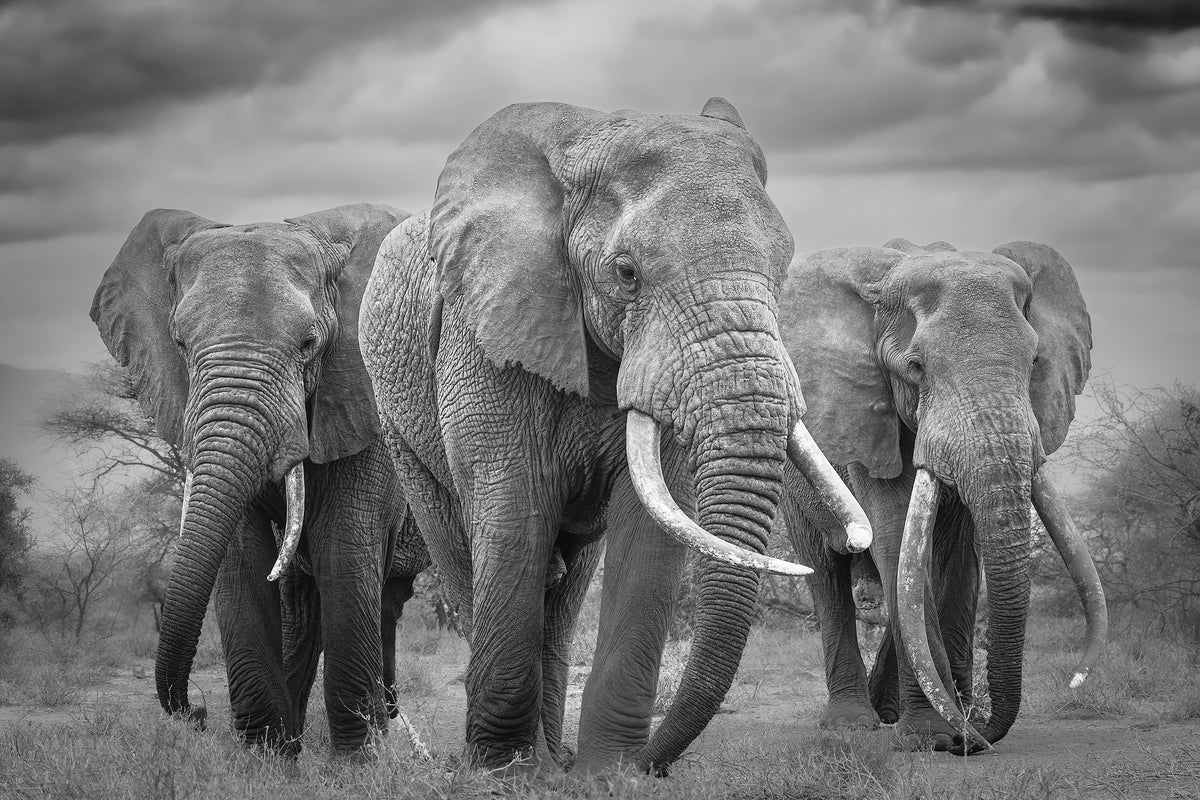 photo-wallpaper-three-majestic-elephants