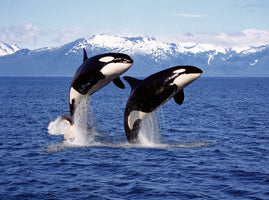 photo-wallpaper-killer-whale-orcinus-orca-pair-leaping-canada