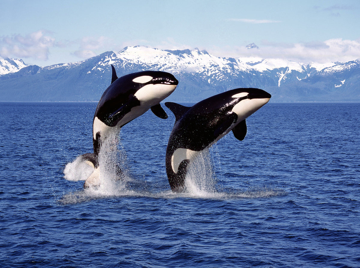 photo-wallpaper-killer-whale-orcinus-orca-pair-leaping-canada