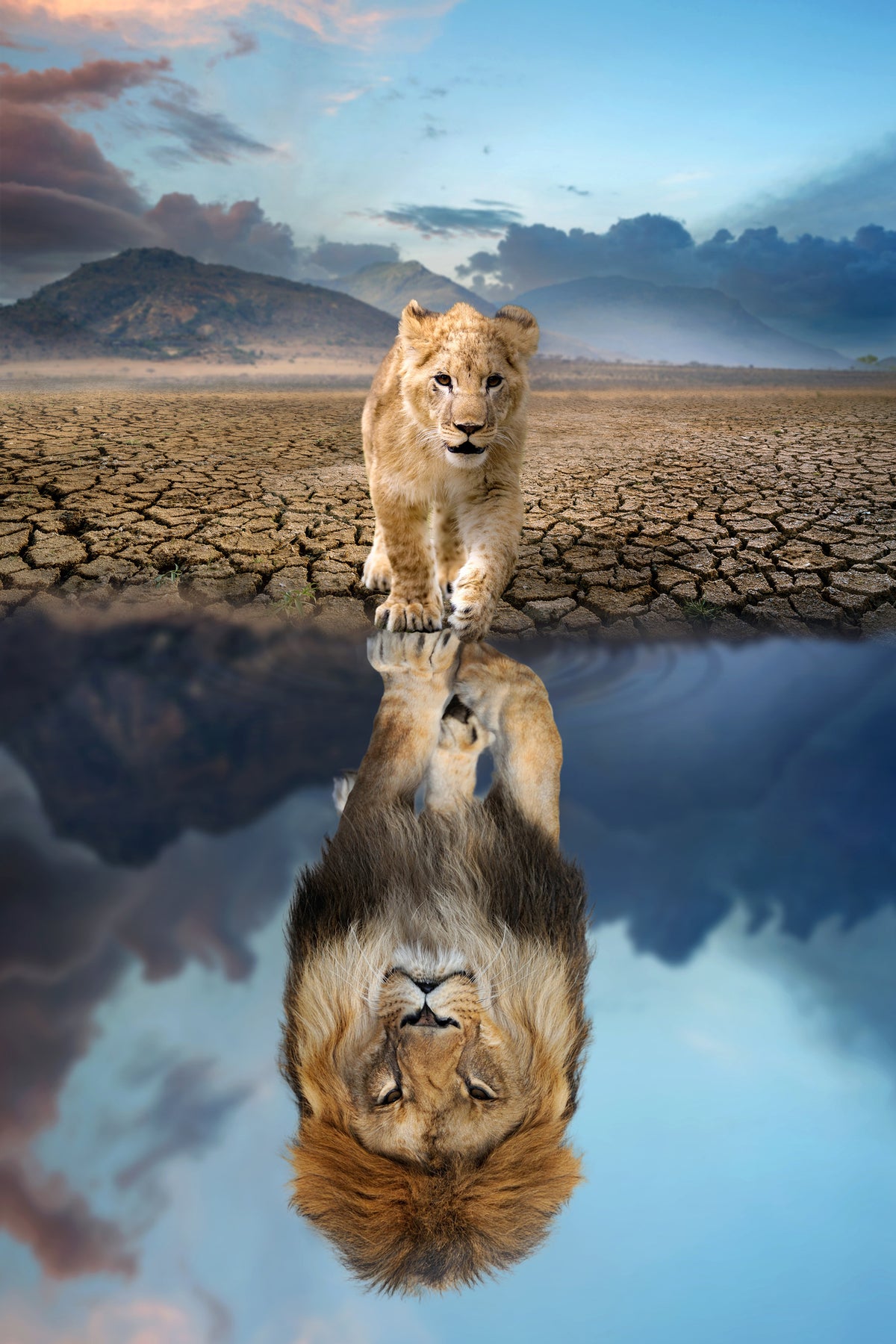 photo-wallpaper-lion-cub-looking-the-reflection-of-an-adult-lion-in-the-water