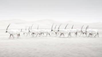 photo-wallpaper-movement-2