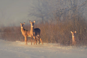 photo-wallpaper-three-deer-winter-morning