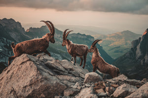 photo-wallpaper-ibexes-in-the-swiss-alps