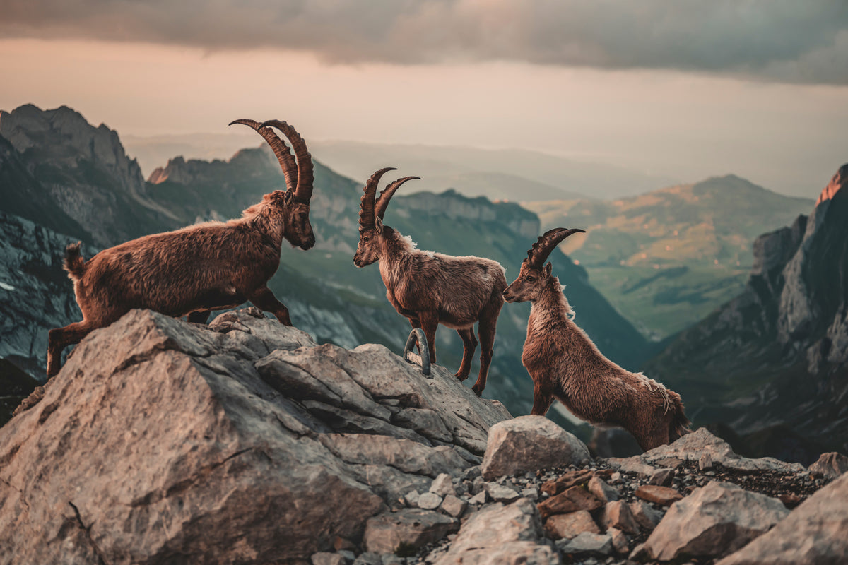 photo-wallpaper-ibexes-in-the-swiss-alps