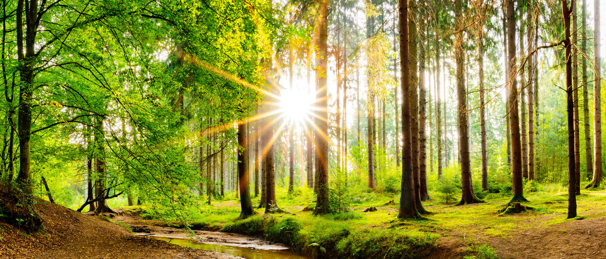 photo-wallpaper-beautiful-forest-panorama-in-spring-with-bright-sun-shining-through-the-trees